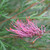 Grevillea 'Ivanhoe' 140mm
