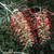 Grevillea 'Spirit Of Anzac' 8in  200mm