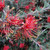 Grevillea Humifusa 'Red Rambler' 140mm