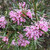 Grevillea sericea 'Collaroy Plateau' 140mm