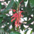 Grevillea victoriae 'Murray Queen' 140mm