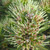 Hakea corymbosa 140mm
