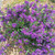 Hardenbergia violacea 'Mini-Haha' 140mm
