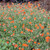Helianthemum 'Fire Dragon' Sunrose 140mm