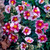 Helianthemum 'Raspberry Ripple' 140mm