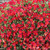 Helianthemum Beech Park Red 140mm