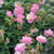 Helianthemum Pink Angel Sunrose 140mm