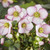 Helleborus X Glandforensis 'Ice N Roses' Picotee 7in  175mm