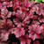 Heuchera 'Midnight Rose' 140mm