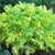 Heuchera Lime Marm 140mm