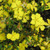 Hibbertia obtusifolia 140mm