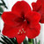 Hippeastrum Amaryllis 'Merry Christmas' 140mm