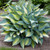 Hosta 'Catherine' 4in  100mm