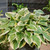 Hosta 'Hi-Class' 4in  100mm