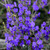Hovea pungens 140mm
