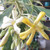 Hymenosporum Flavum Var. 'Gold Halo' 180mm