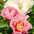 Itoh Peony 'Pastel Lilas' 10in 250mm
