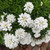 Iberis sempervirens 140mm