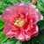 Itoh Peony 'Hillary' 10in 250mm