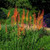 Kniphofia thomsonii var. snowdenii 180mm