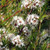 Kunzea ericoides 140mm