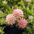 Leucospermum Heterophyllum 'Hullabuloo' 140mm