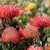 Leucospermum 'Red Phantom' 140mm