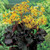 Ligularia dentata 'Mignight Lady' 180mm