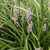 Liriope muscari 'Samantha Pink' 140mm