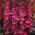 Lobelia Starship Deep Rose 4in  100mm