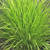Lomandra 'Little Lime' 140mm