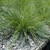 Lomandra Verday 140mm
