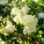 Luma apiculata Std 10in 250mm