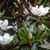 Magnolia 'Little Gem' 10in 250mm