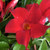 Mandevilla Flemenco Summerstar Red 140mm