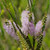 Melaleuca armillaris 'Pink' 140mm