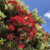 Metrosideros excelsa 140mm