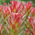 Mimetes 'Crackerjack Red' 140mm