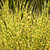 Miscanthus 'Gold Bar' 7in  175mm