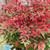 Nandina 'Summer Sunset' 140mm
