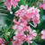 Nerium 'Single Pink' 140mm