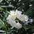 Nerium Madoni Grandiflora 140mm