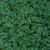 Ophiopogon japonicus 'Nana' 5in  125mm