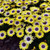Osteospermum Blue Eyed Beauty 140mm