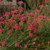 Ozothamnus diosmifolius 'Red Gingham' 140mm