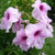 Pandorea 'Bower of Beauty' 140mm