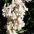 Pandorea pandorana 'Alba' 140mm