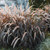 Pennisetum Ruby Magic 140mm