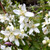 Philadelphus 'Fragrant Star' 140mm