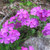 Phlox subulata 'Daniel' 140mm